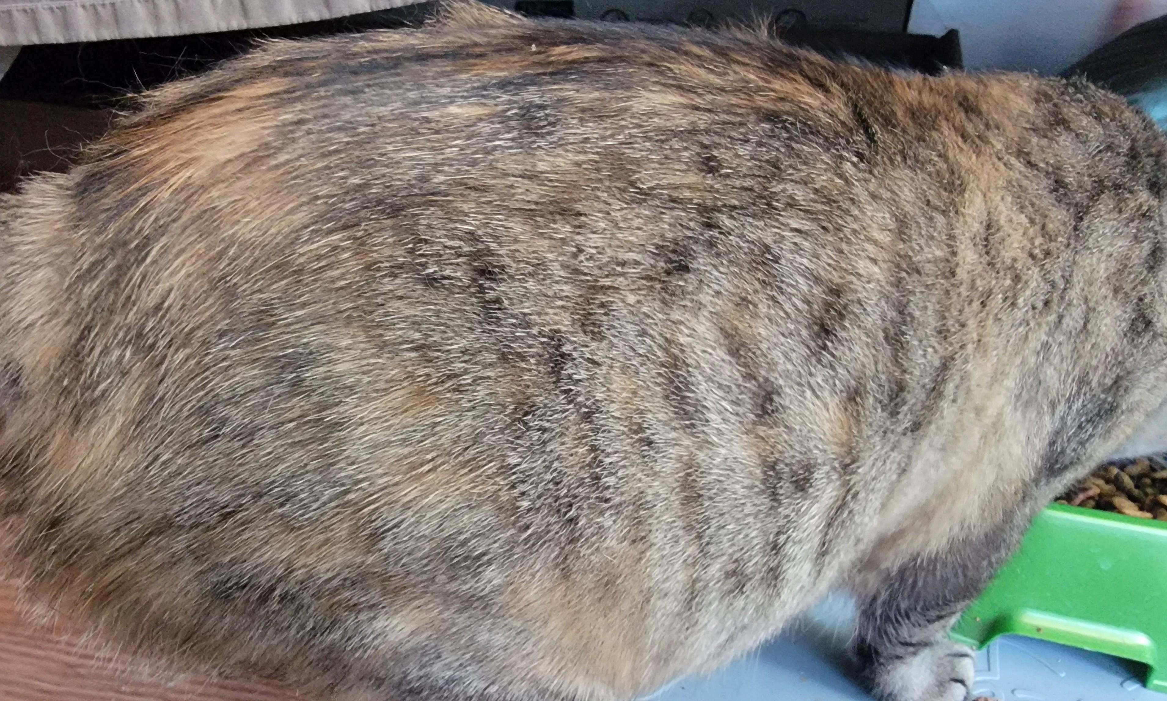 Enlarge Bunnie, a ADOPTABLE Domestic Short Hair in Mount Sterling, KY image 6/6