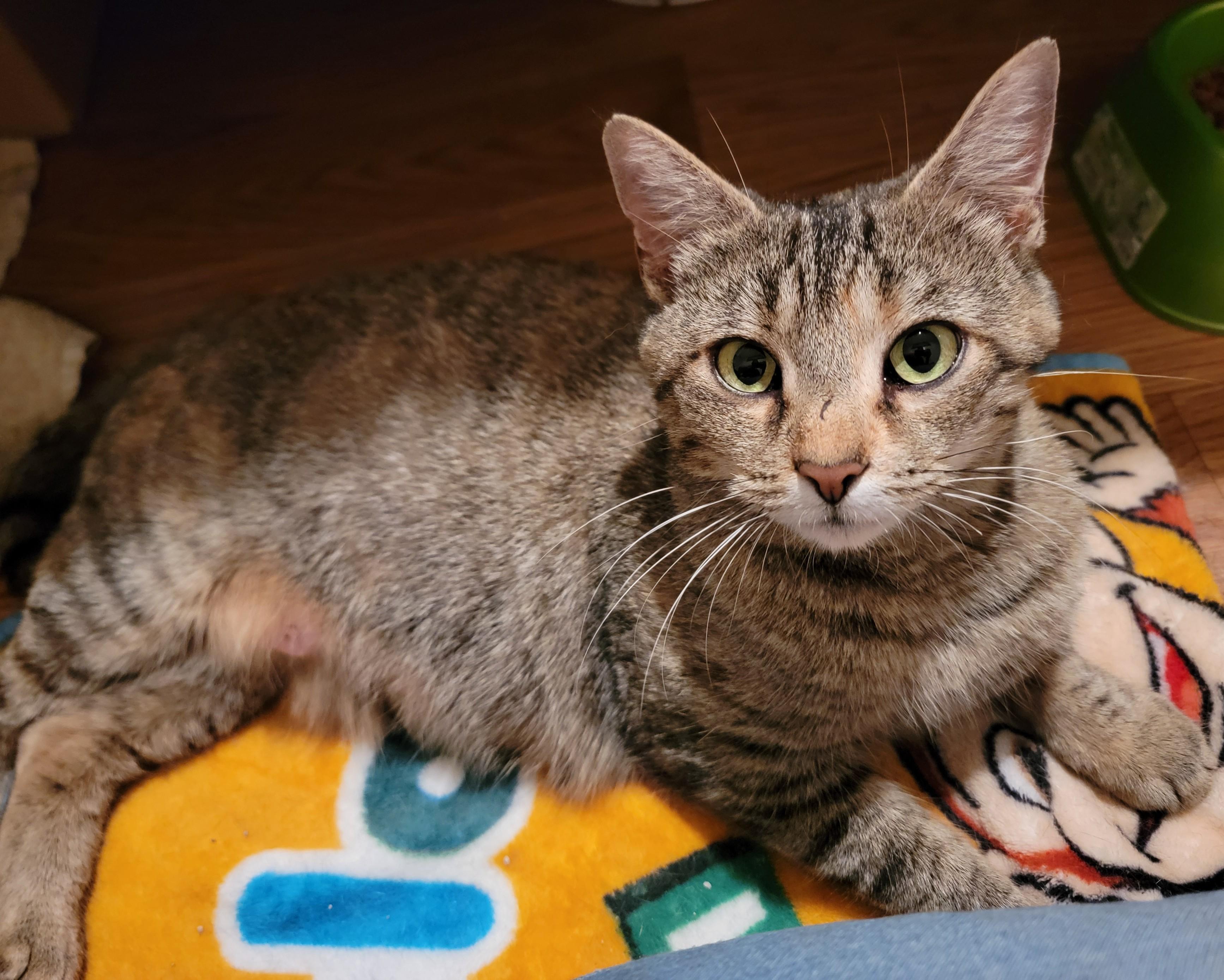 Enlarge Bunnie, a ADOPTABLE Domestic Short Hair in Mount Sterling, KY image 4/6
