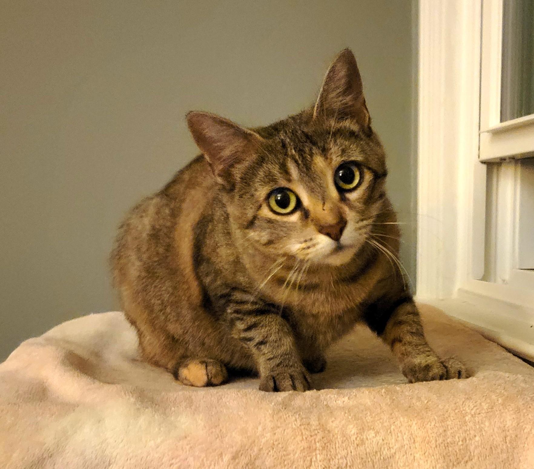 Bunnie, ADOPTABLE, Kitten Female Domestic Short Hair.