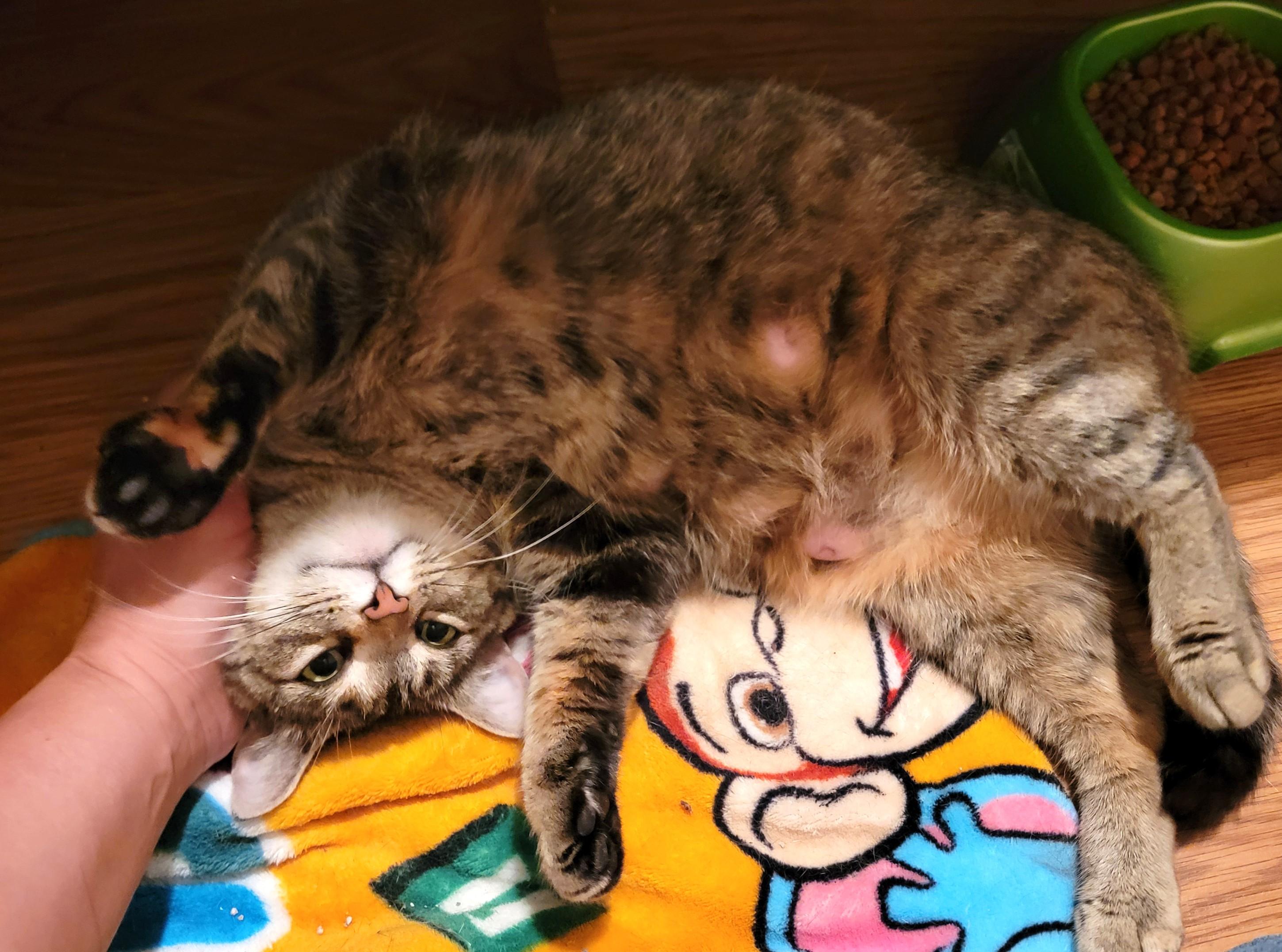 Enlarge Bunnie, a ADOPTABLE Domestic Short Hair in Mount Sterling, KY image 3/6