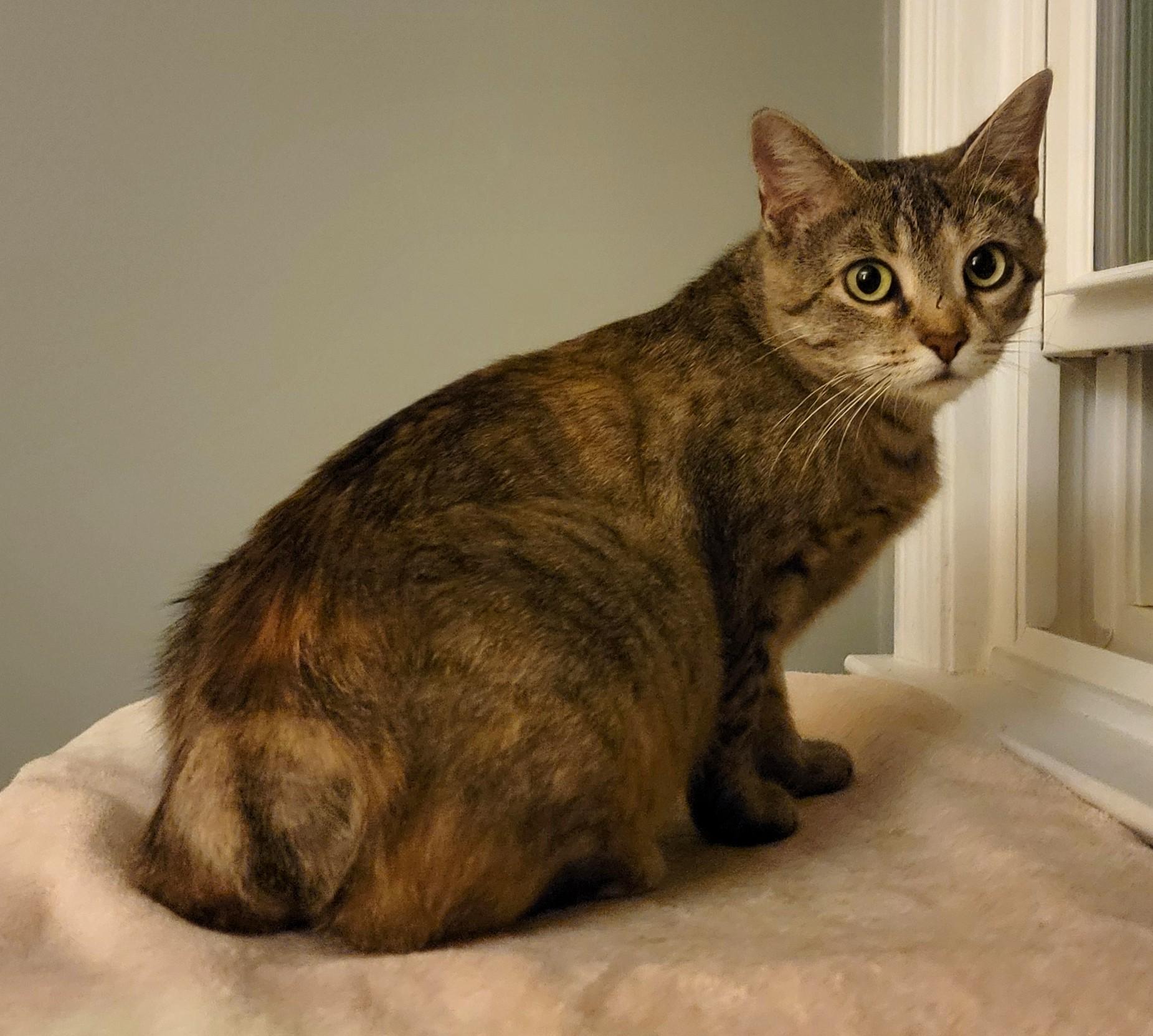 Enlarge Bunnie, a ADOPTABLE Domestic Short Hair in Mount Sterling, KY image 2/6