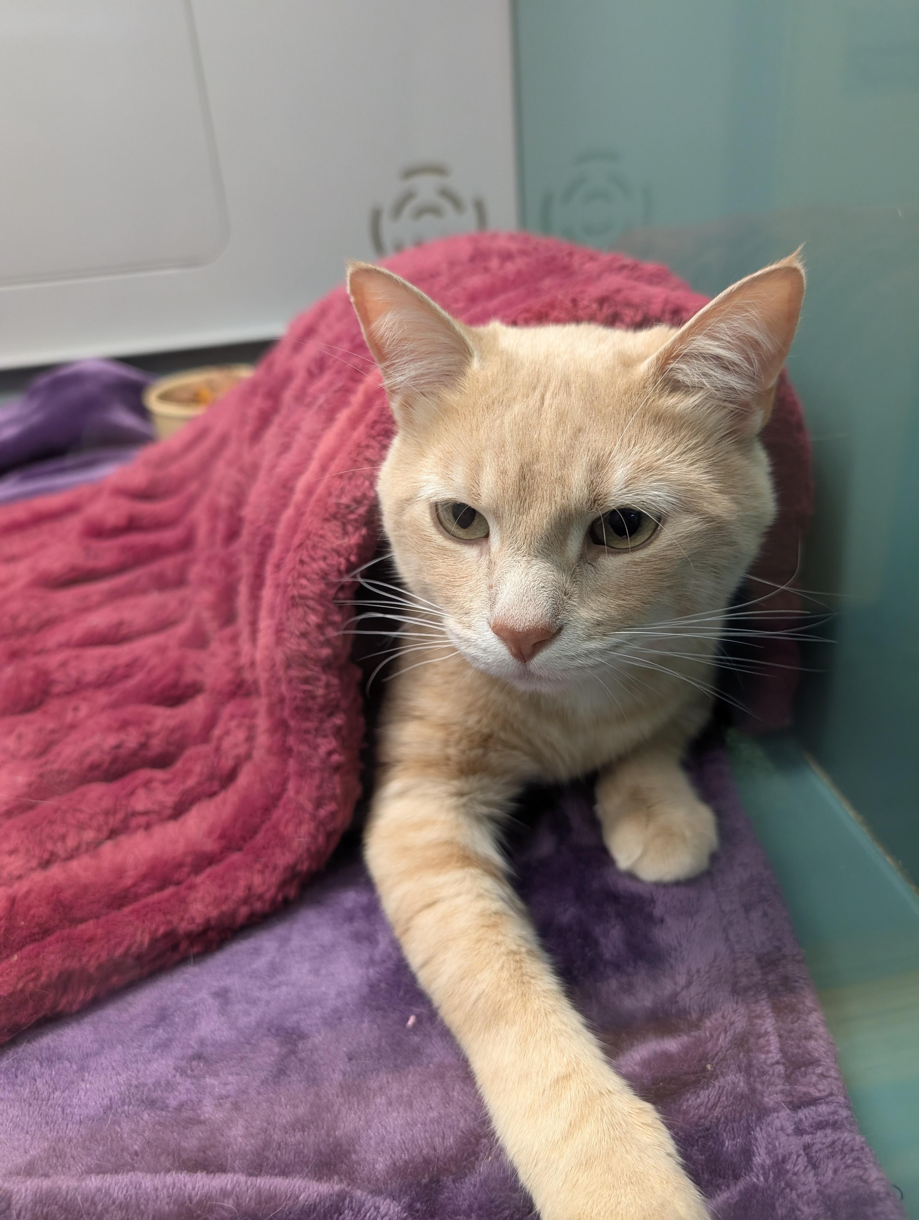 Apollo, ADOPTABLE, Young Male Domestic Short Hair.
