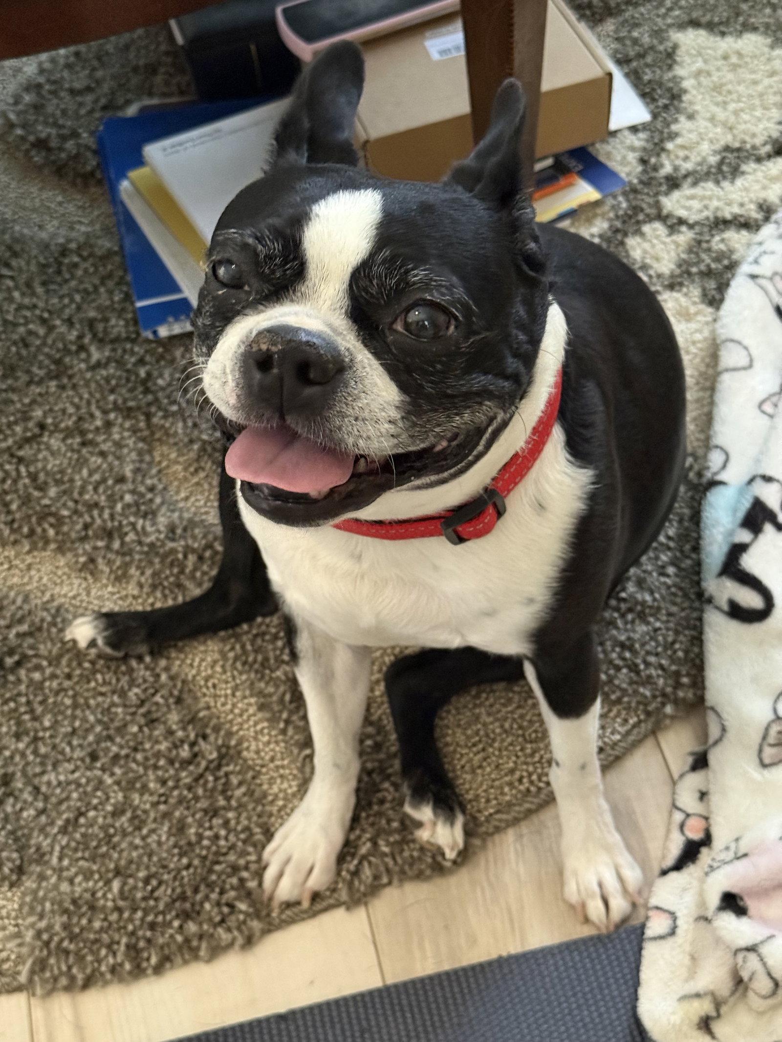 Enlarge Ivy, a Adopted Boston Terrier in Scottsdale, AZ image 1/3