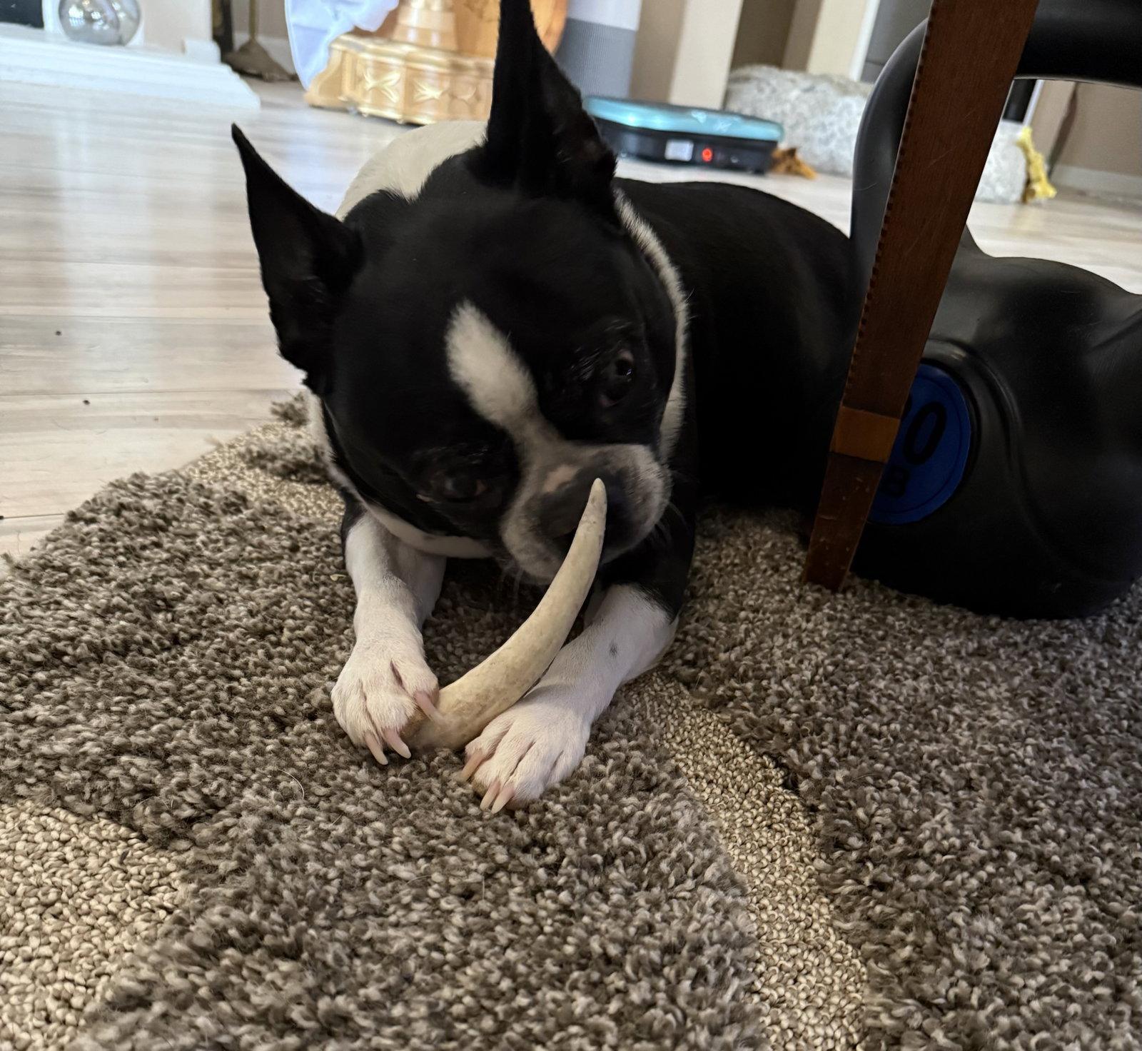 Enlarge Ivy, a Adopted Boston Terrier in Scottsdale, AZ image 2/3