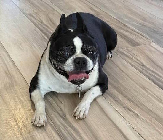 Enlarge Ivy, a Adopted Boston Terrier in Scottsdale, AZ image 3/3