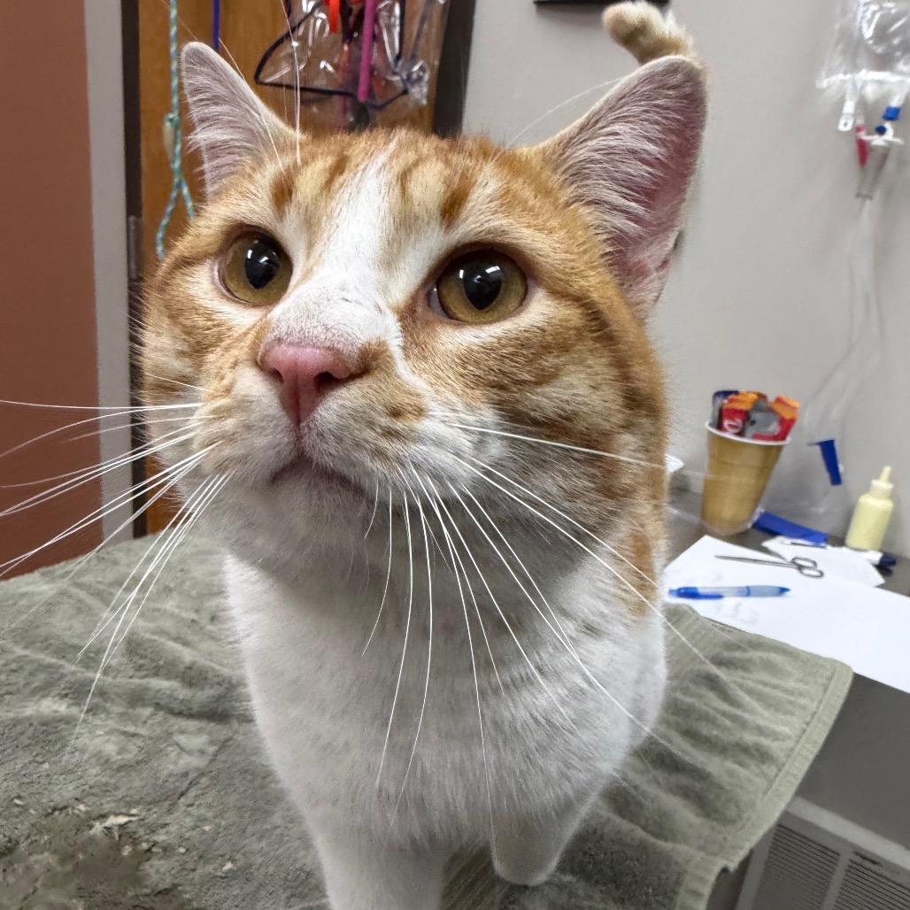 Enlarge Colonel, a Adoptable Domestic Short Hair in Detroit Lakes, MN image 1/1