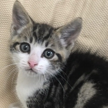 Dr. Pepper, an adoptable Domestic Short Hair in Yakima, WA, 98902 | Photo Image 2