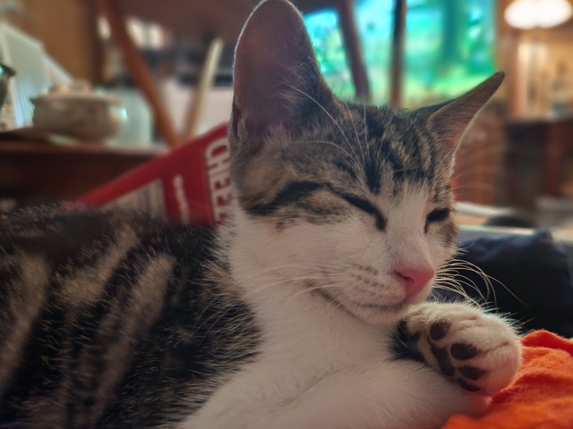 Dr. Pepper, an adoptable Domestic Short Hair in Yakima, WA, 98902 | Photo Image 3