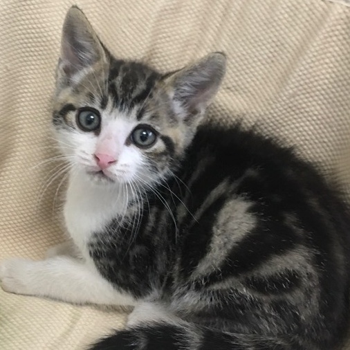 Dr. Pepper, an adoptable Domestic Short Hair in Yakima, WA, 98902 | Photo Image 6