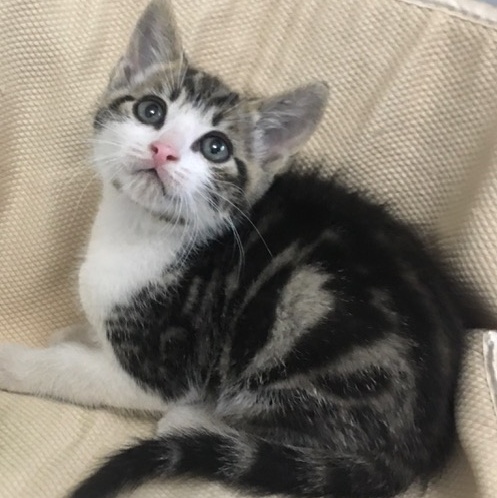 Dr. Pepper, an adoptable Domestic Short Hair in Yakima, WA, 98902 | Photo Image 5