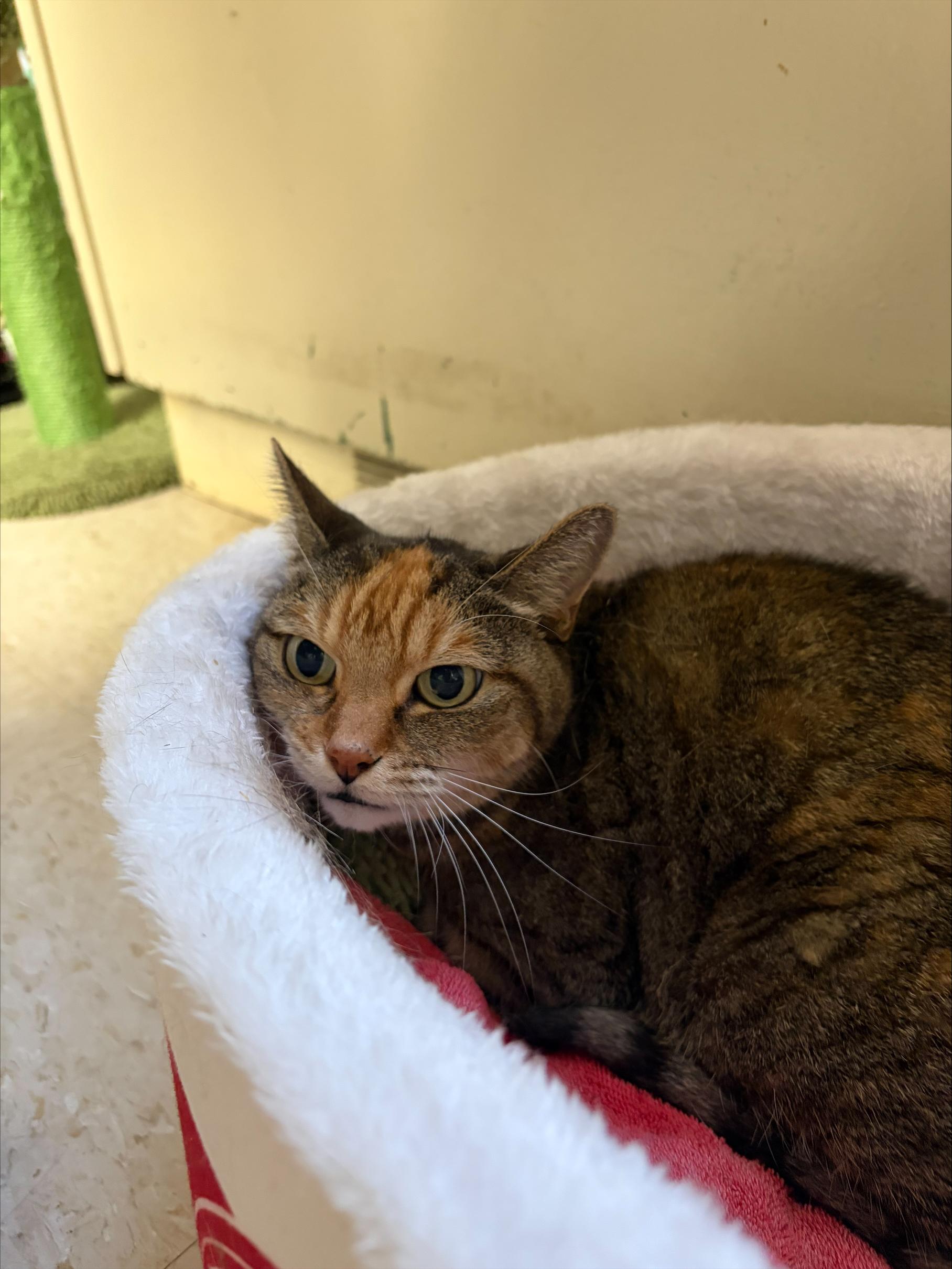 Tabby, Adoptable, Senior Female Tabby.
