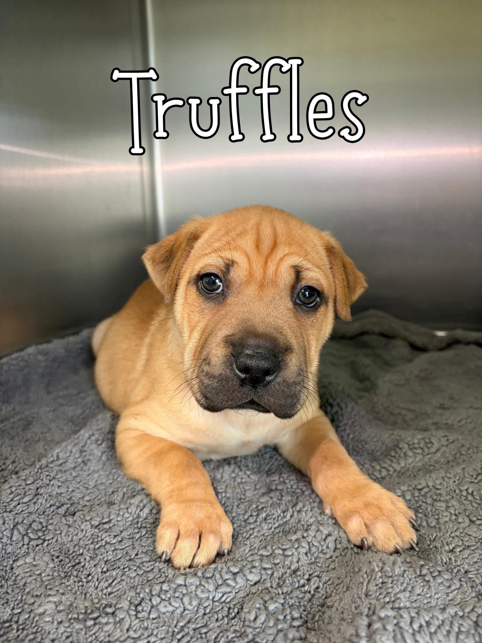Enlarge Truffles, a ADOPTABLE mixed breed in Universal City, TX image 1/1