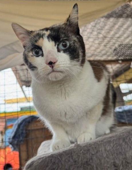 Bubby, Adoptable, Adult Female Tortoiseshell & Siamese.