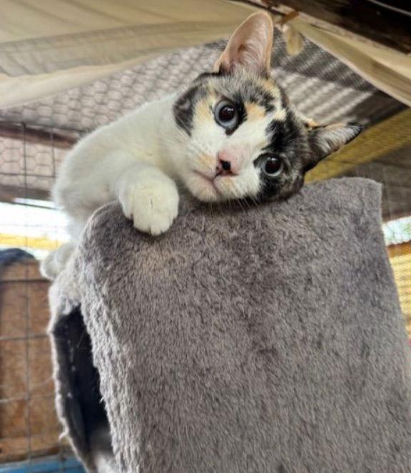 Bubby, a Adoptable mixed breed in Williamsburg, NM image 2/3