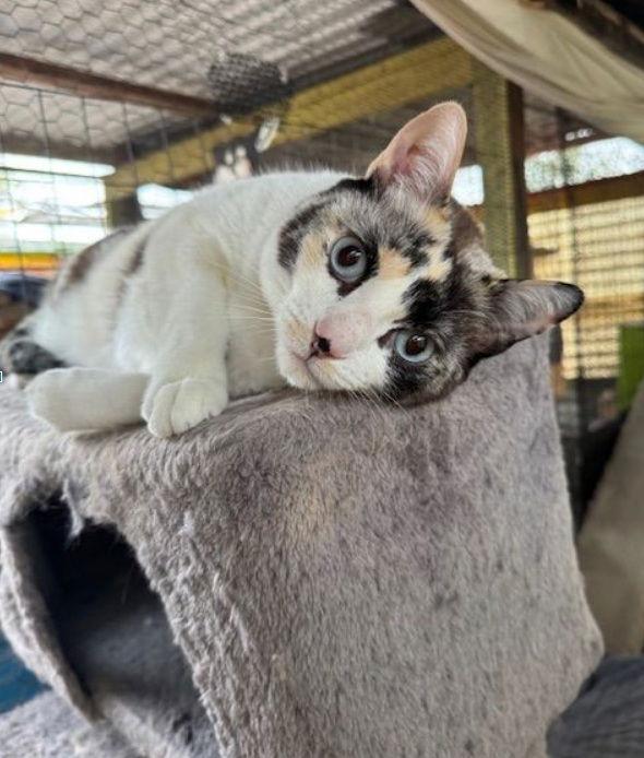 Bubby, a Adoptable mixed breed in Williamsburg, NM image 3/3