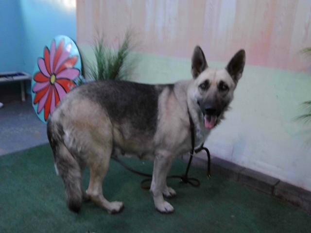 Enlarge KATELYN, a Adoptable German Shepherd Dog in Baldwin Park, CA image 1/1