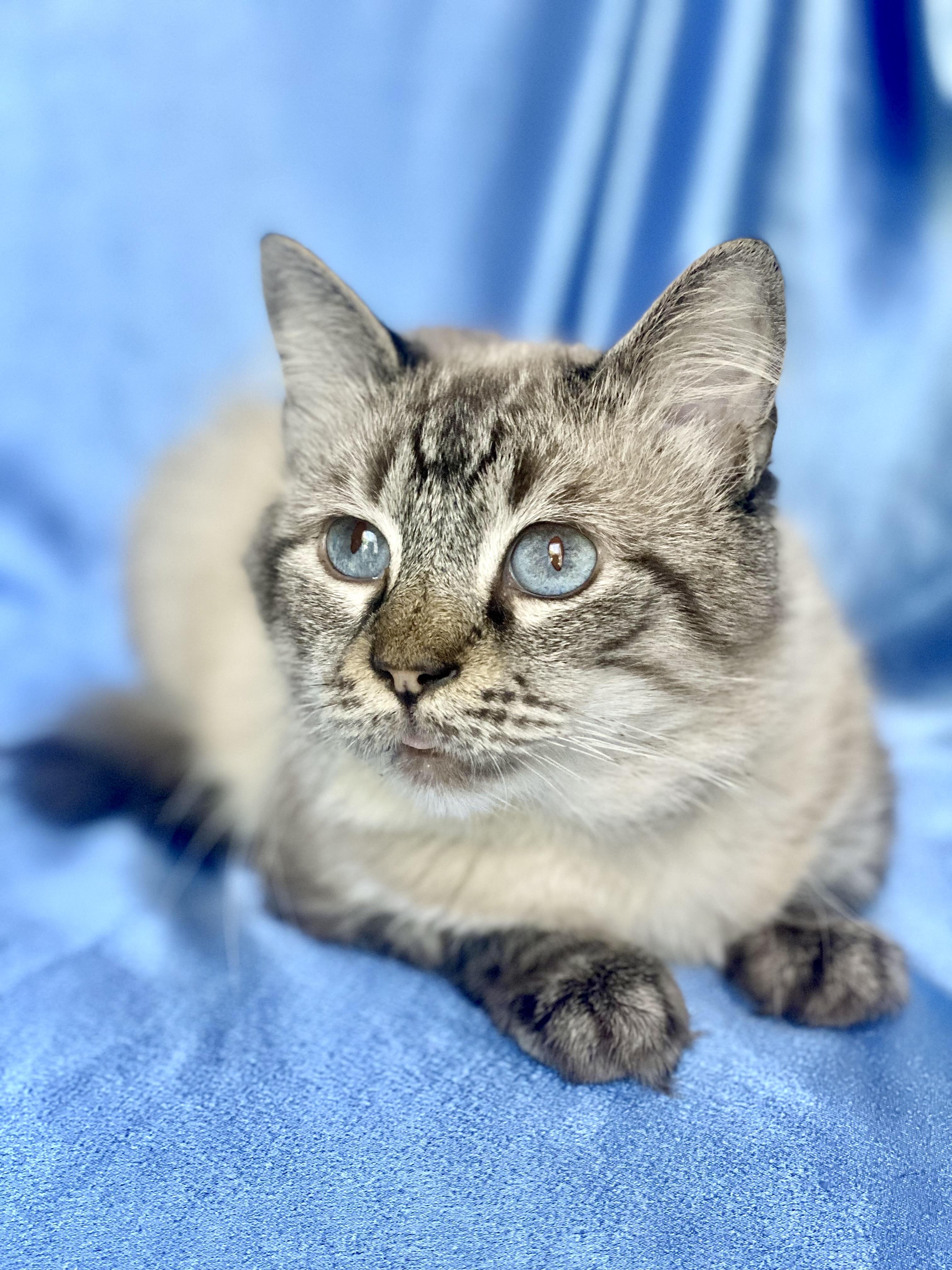 YUKI, Adoptable, Adult Male Siamese & Tabby.