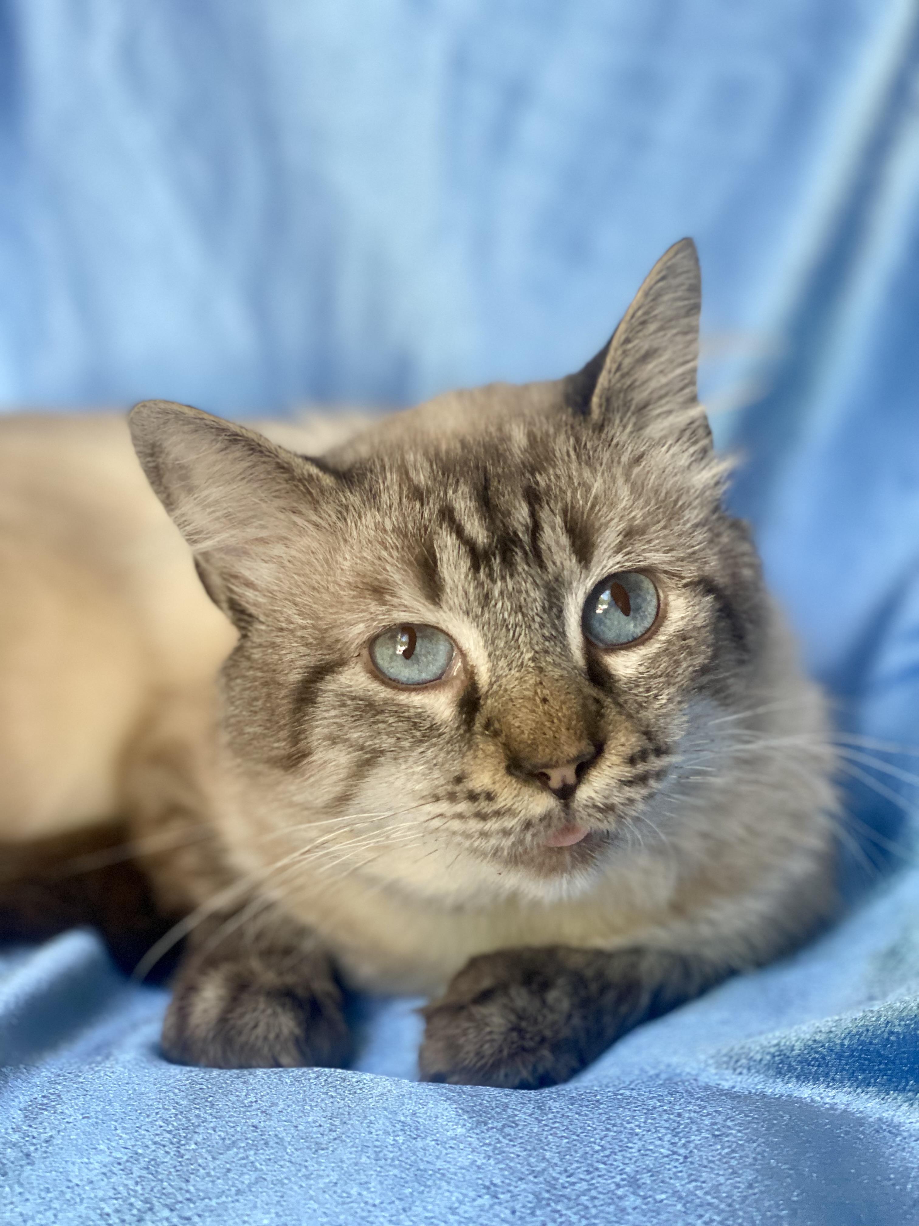 Enlarge YUKI, a Adoptable mixed breed in Rowland Heights, CA image 2/5