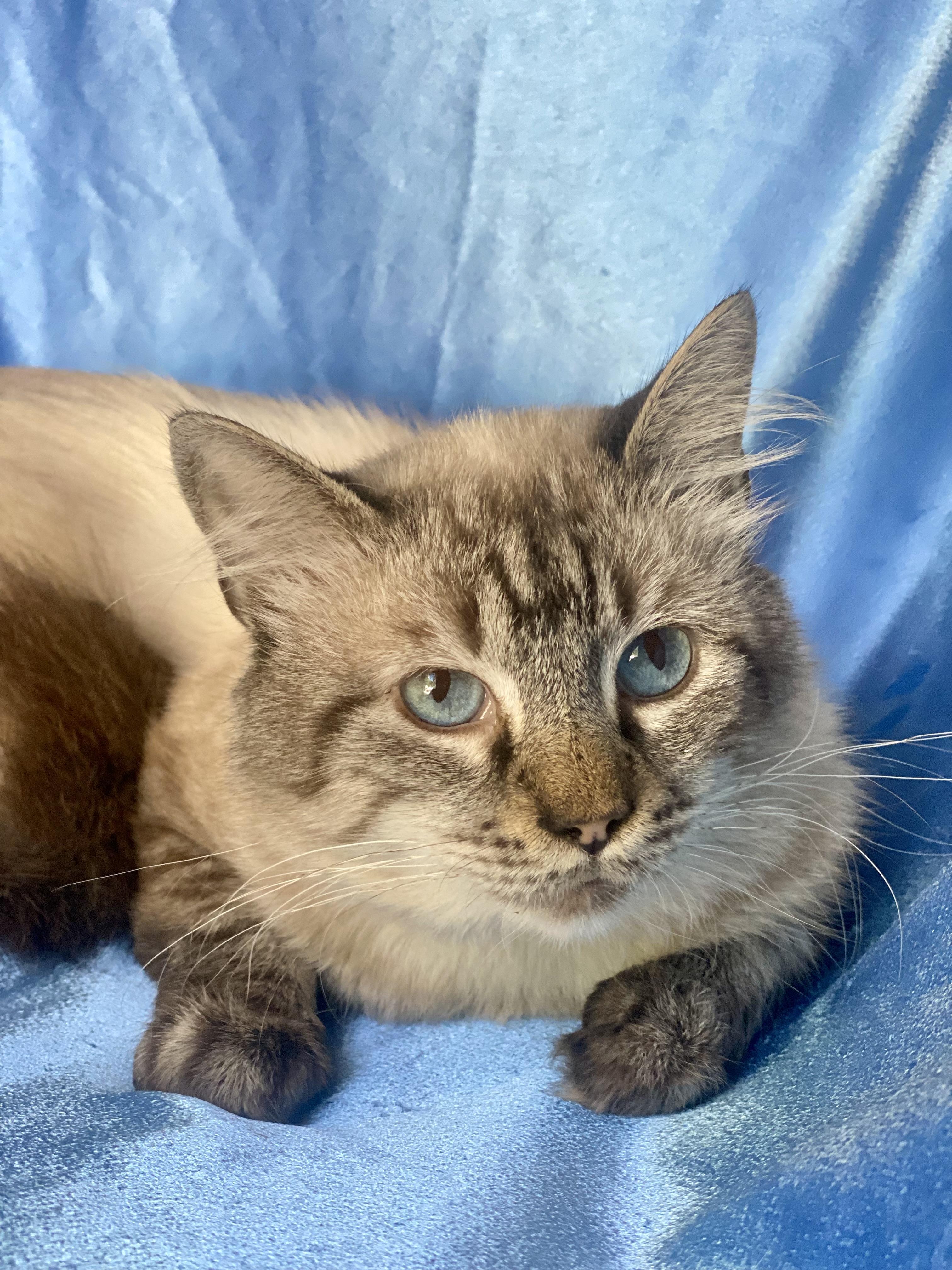 Enlarge YUKI, a Adoptable mixed breed in Rowland Heights, CA image 3/5