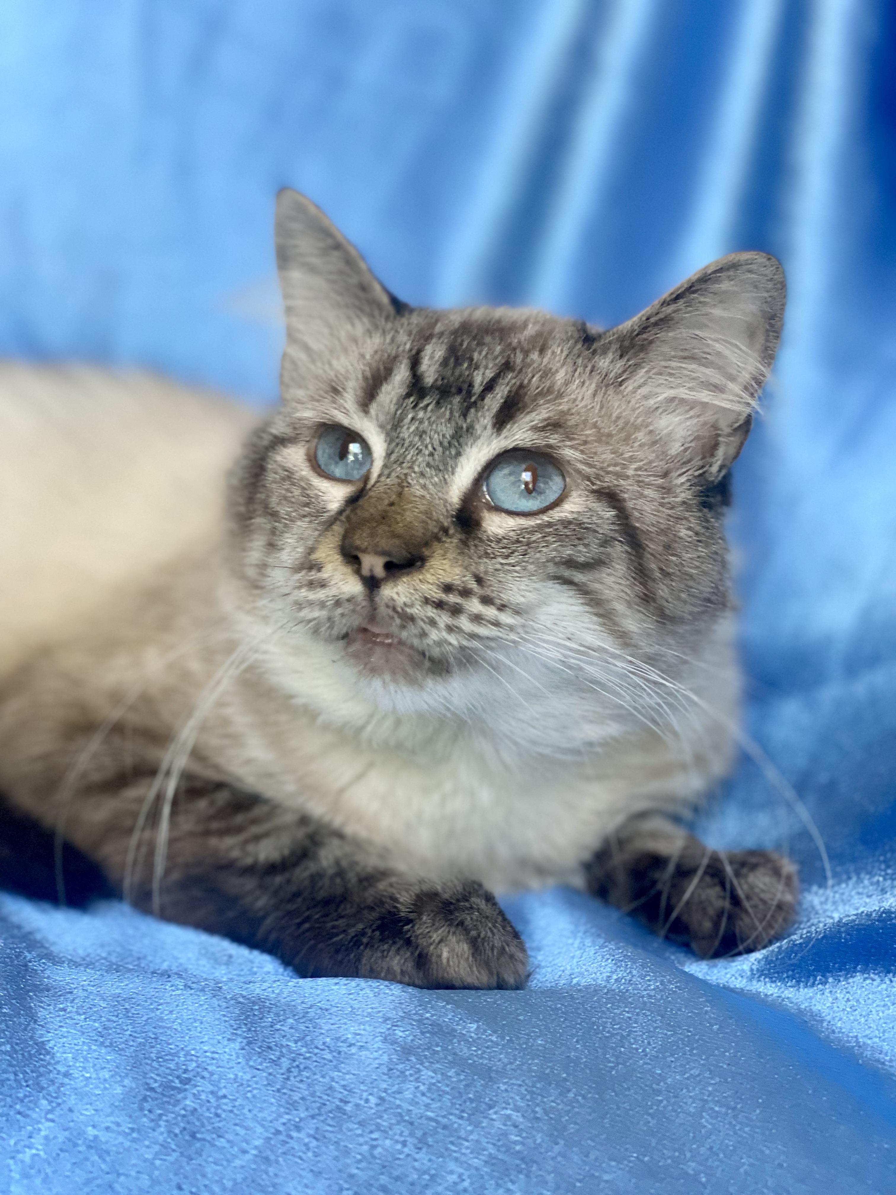 Enlarge YUKI, a Adoptable mixed breed in Rowland Heights, CA image 4/5