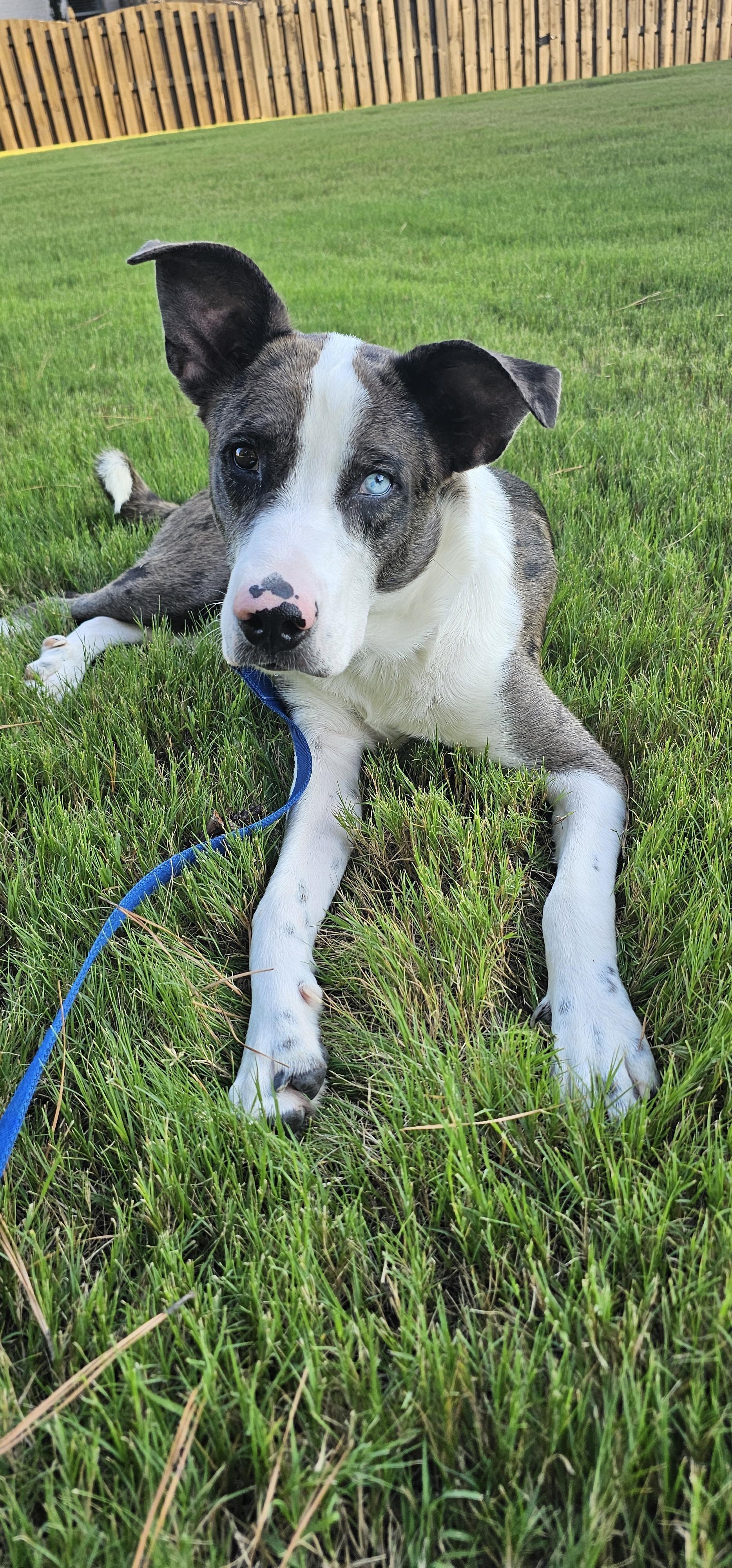 Buzz, Adoptable, Adult Male Catahoula Leopard Dog & Australian Shepherd.