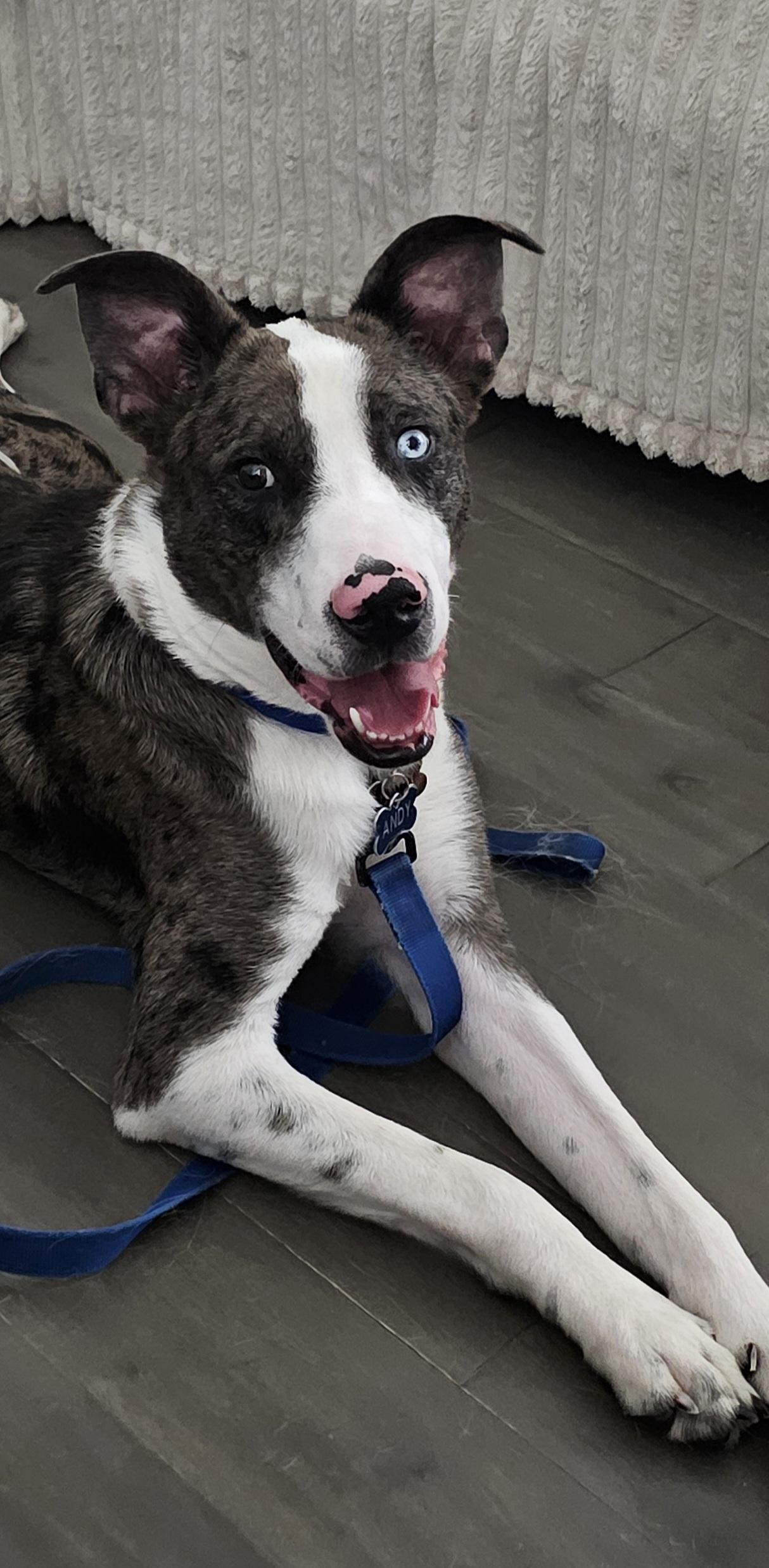 Enlarge Buzz, a Adoptable mixed breed in Newfoundland, NJ image 2/2