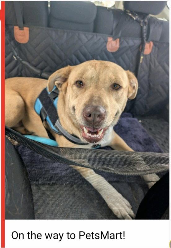 Enlarge Xena ("Winnie"), a Adopted mixed breed in Winston Salem, NC image 2/3