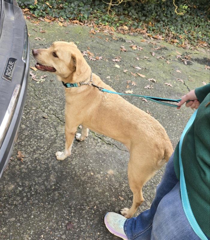 Enlarge Xena ("Winnie"), a Adopted mixed breed in Winston Salem, NC image 3/3