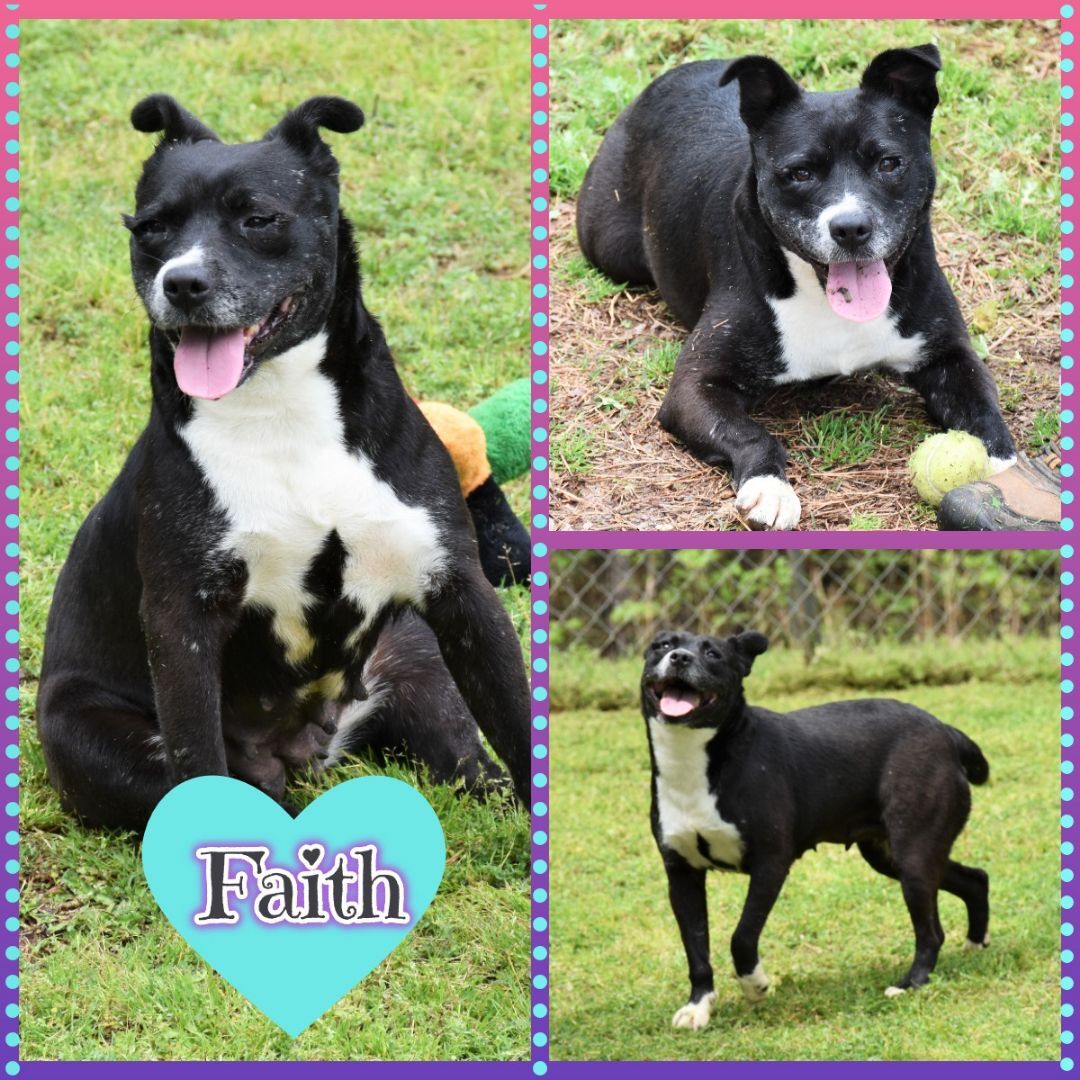 Faith, Adoptable, Adult Female Pit Bull Terrier.