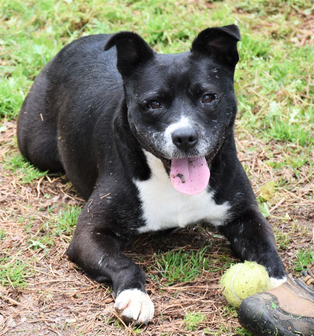 Enlarge Faith, a Adoptable mixed breed in Wedowee, AL image 2/14