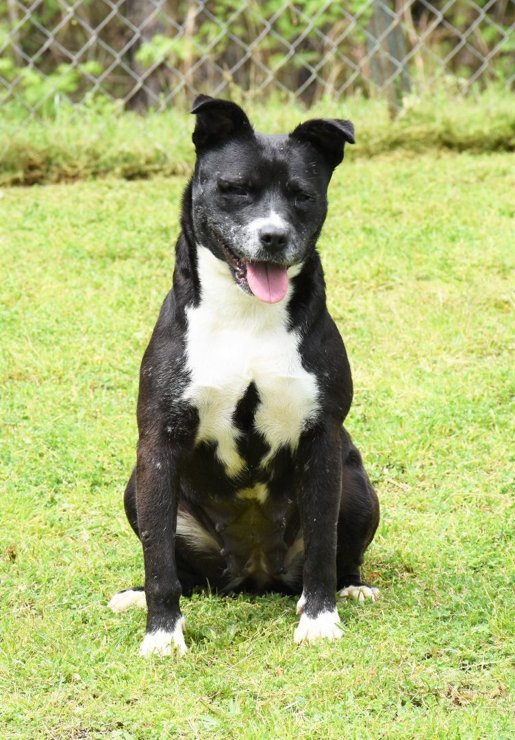 Enlarge Faith, a Adoptable mixed breed in Wedowee, AL image 3/14