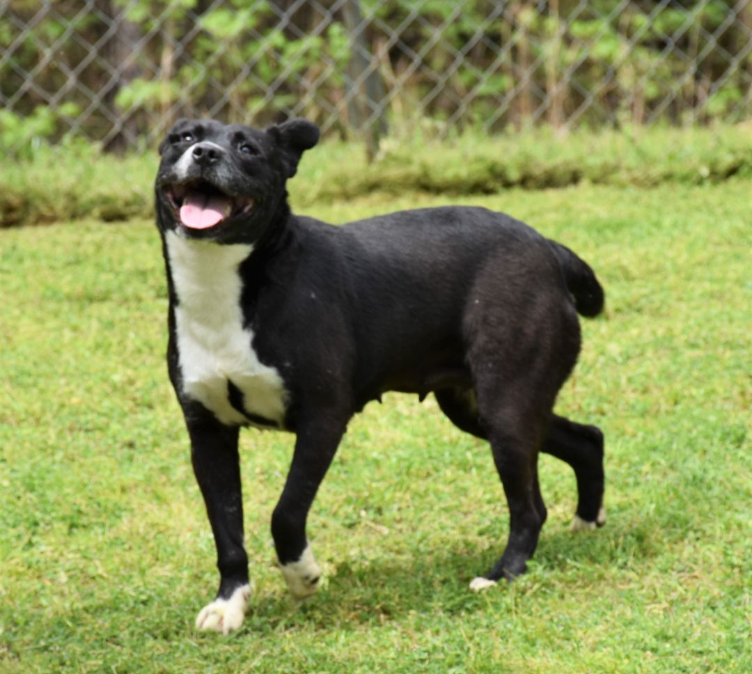 Enlarge Faith, a Adoptable mixed breed in Wedowee, AL image 4/14