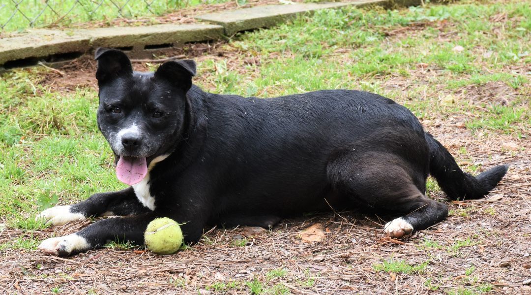 Enlarge Faith, a Adoptable mixed breed in Wedowee, AL image 5/14