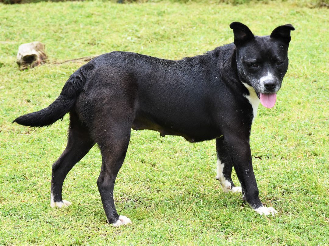 Enlarge Faith, a Adoptable mixed breed in Wedowee, AL image 6/14