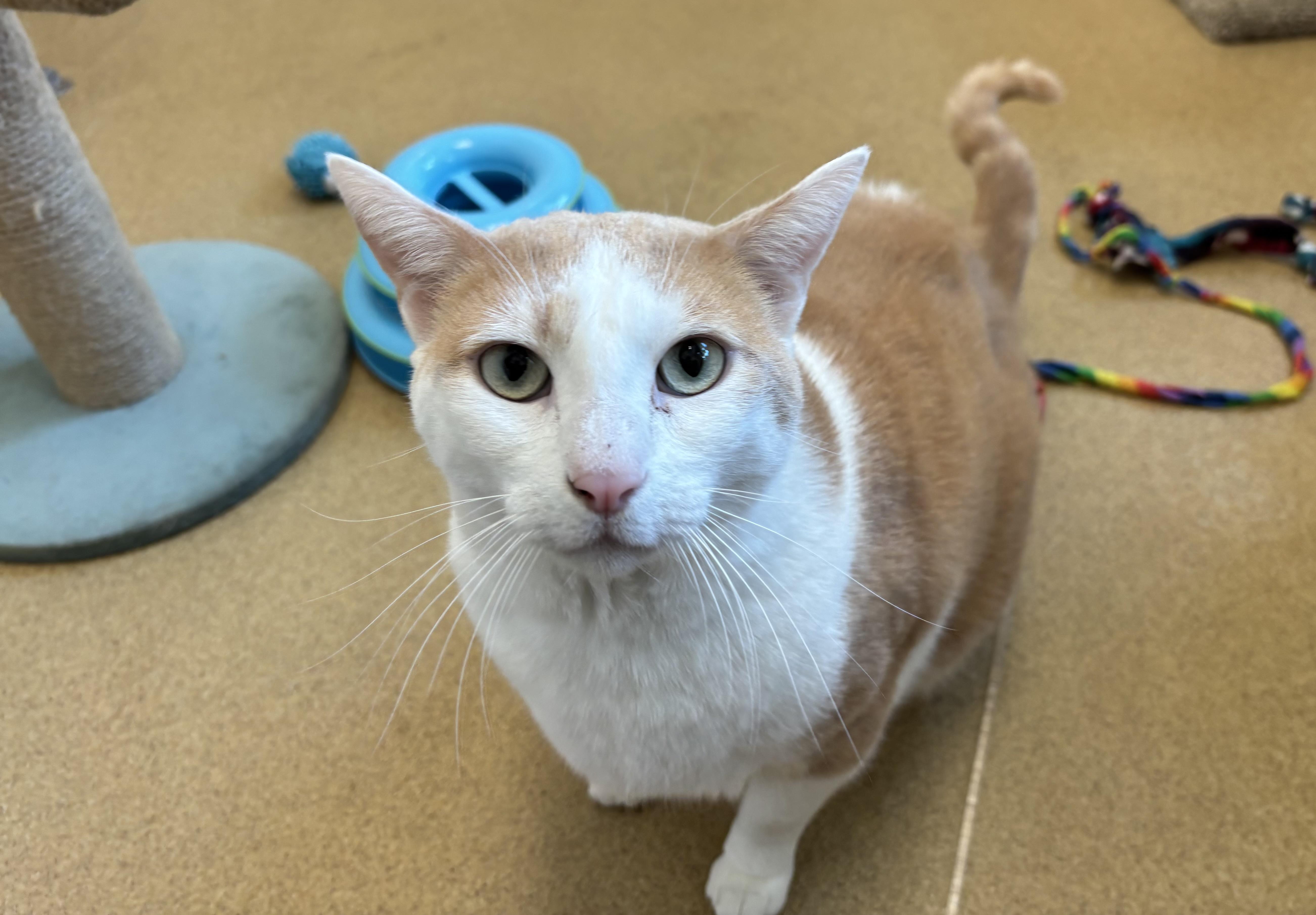 Oliver, Adult Male Domestic Short Hair