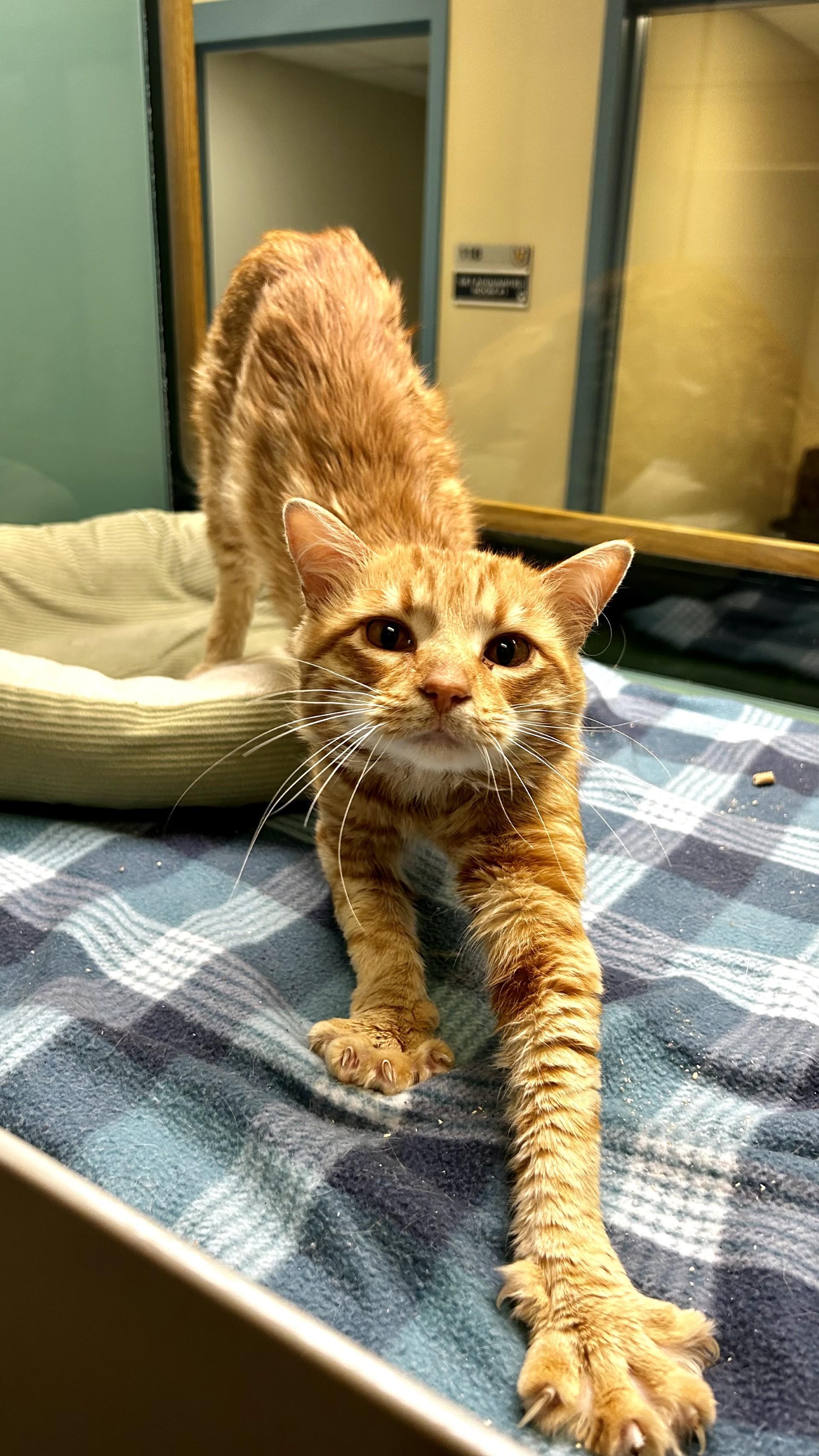 Fushigi, ADOPTABLE, Young Male Domestic Short Hair.