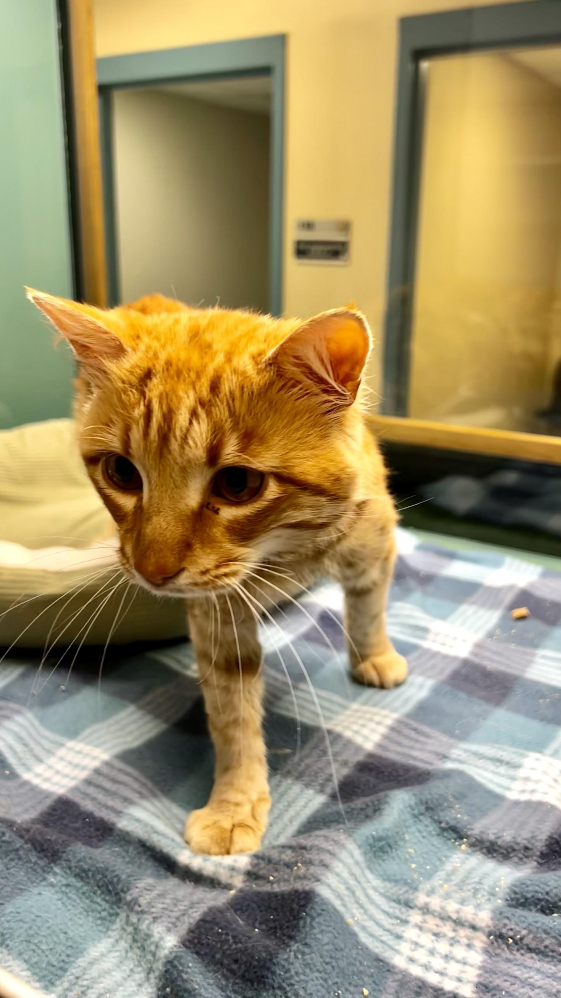Enlarge Fushigi, a ADOPTABLE Domestic Short Hair in Suffolk, VA image 2/2
