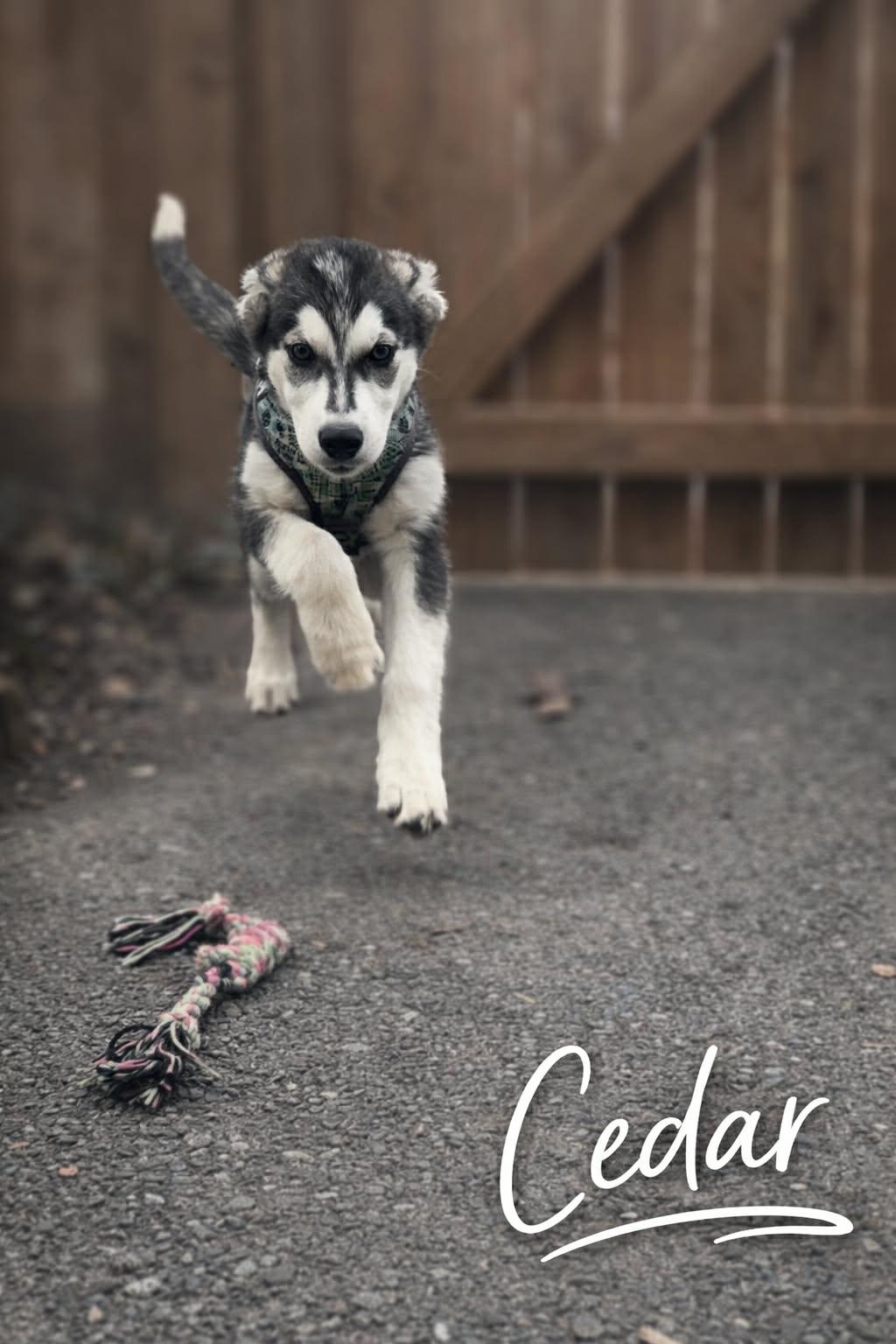 Cedar (20251223-04) — thumbnail 2