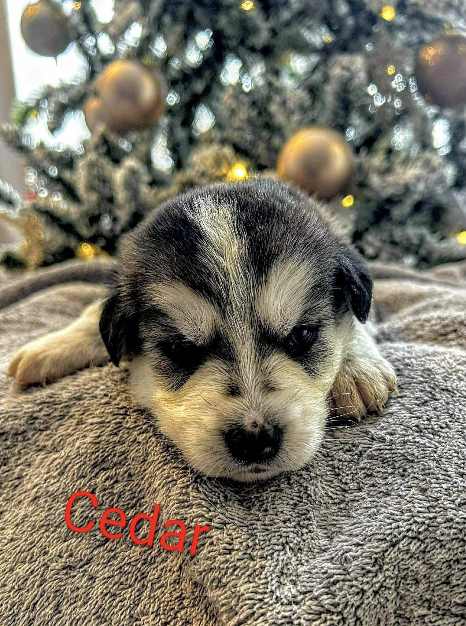 Cedar (20251223-04) — thumbnail 3