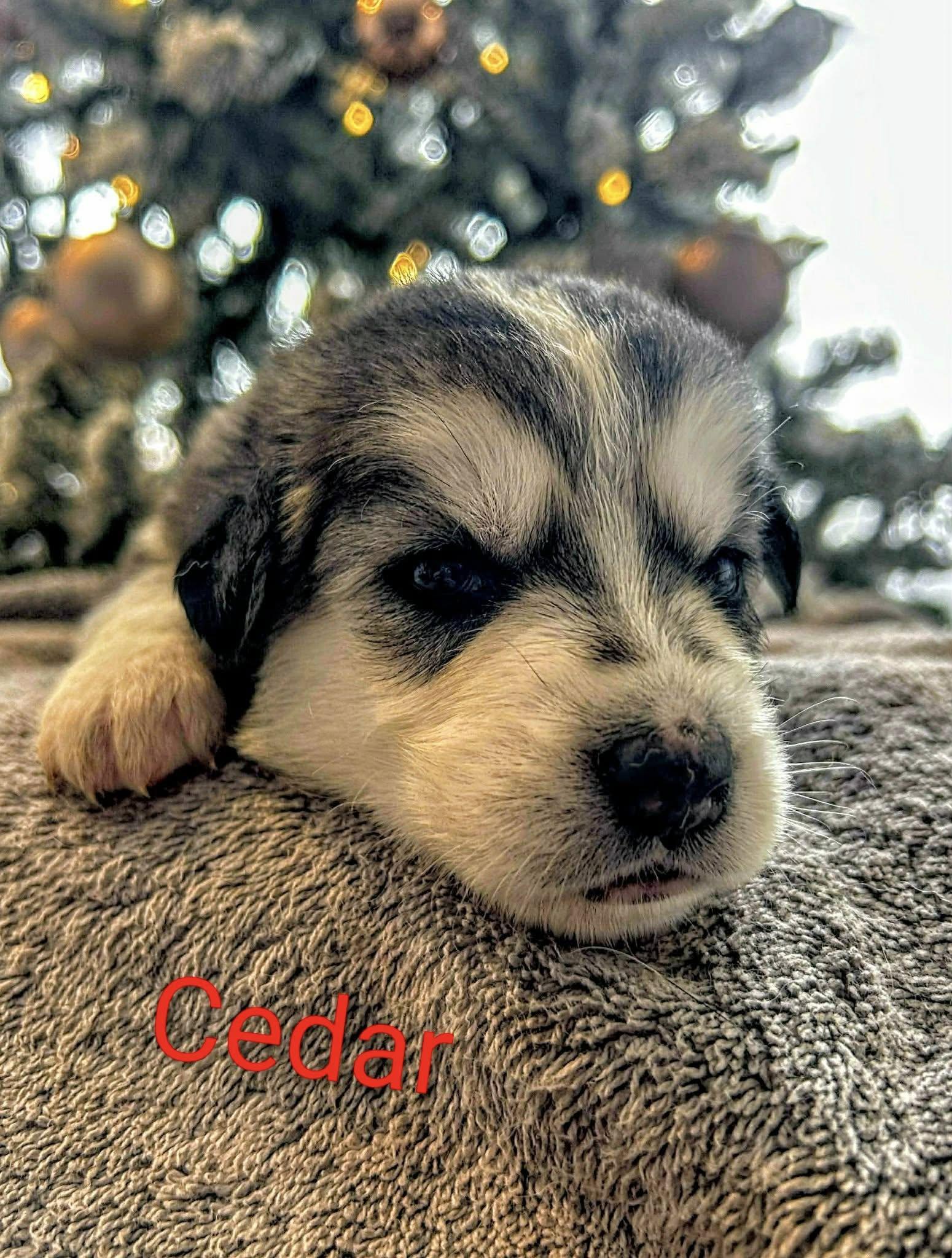 Cedar (20251223-04) — thumbnail 4