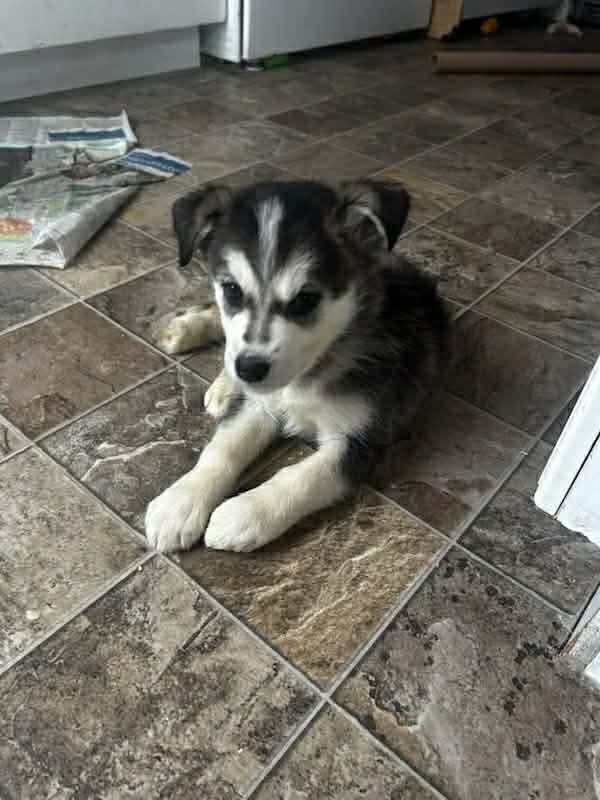 Cedar (20251223-04) — thumbnail 5