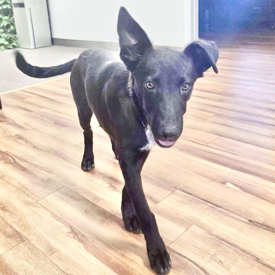 ChaChi, an adoptable Labrador Retriever, Australian Shepherd in Green River, UT, 84525 | Photo Image 3