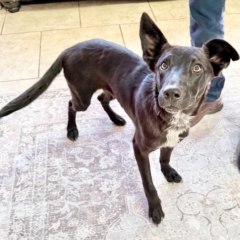 ChaChi, an adoptable Labrador Retriever, Australian Shepherd in Green River, UT, 84525 | Photo Image 4