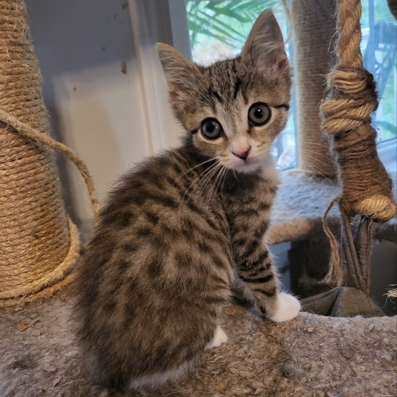 Piston, a Adopted Domestic Short Hair in Beaufort, MO image 1/8