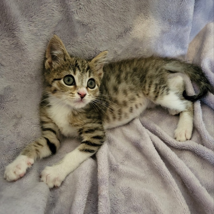 Piston, a Adopted Domestic Short Hair in Beaufort, MO image 2/8