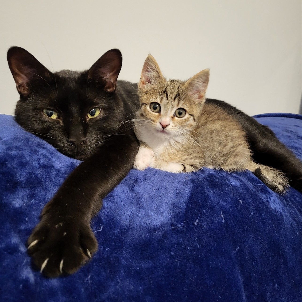 Piston, a Adopted Domestic Short Hair in Beaufort, MO image 3/8