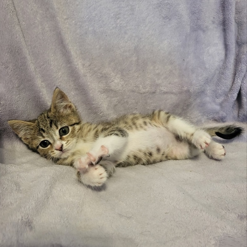 Piston, a Adopted Domestic Short Hair in Beaufort, MO image 4/8