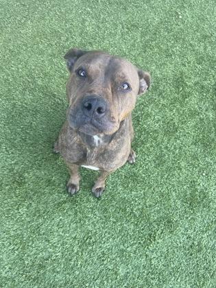 Mirepoix — thumbnail 2