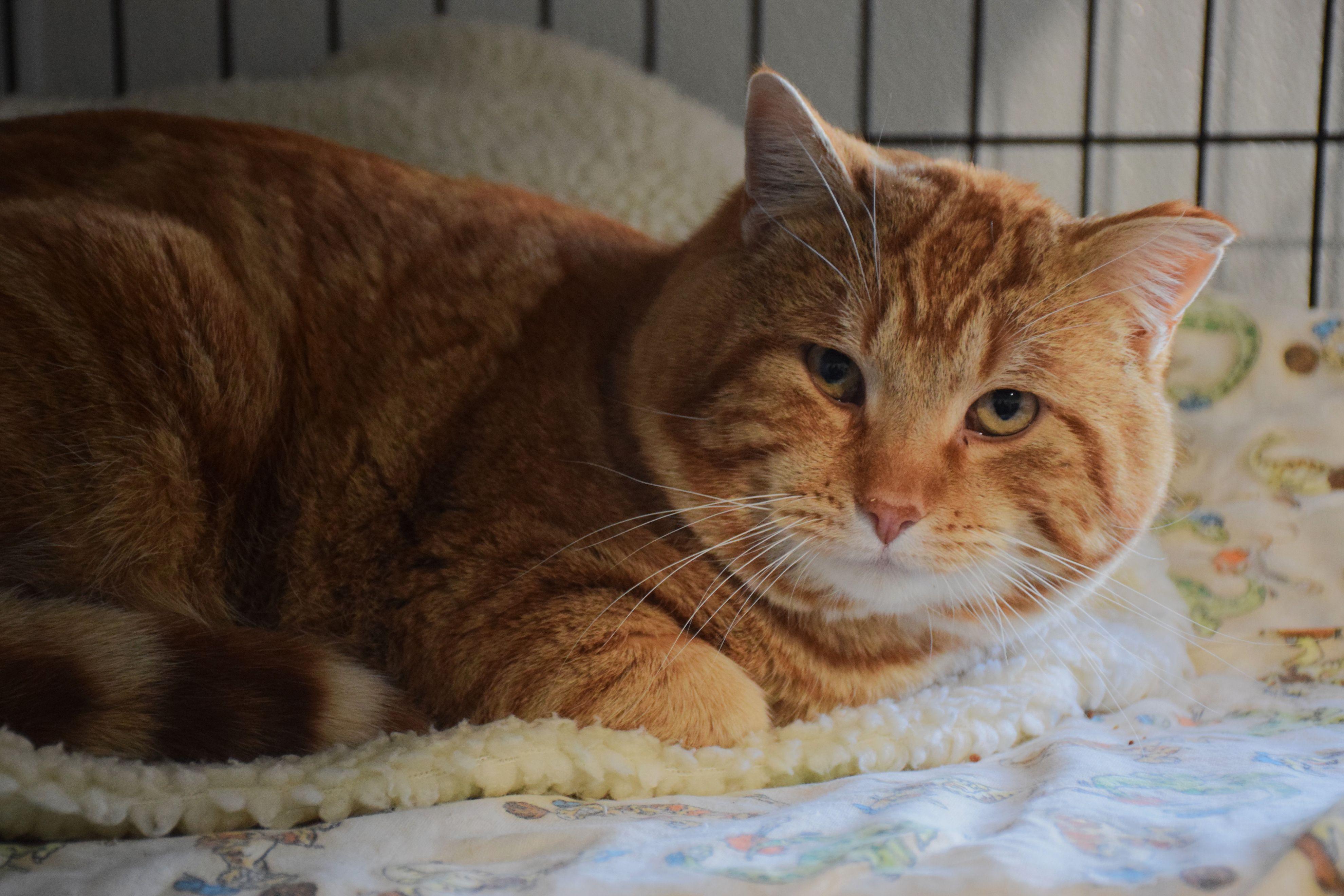Buddy, ADOPTABLE, Adult Male Tabby.