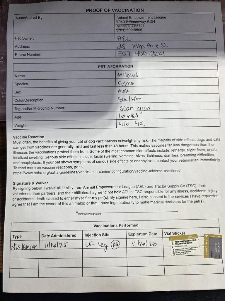 Milkdud, a Adoptable mixed breed in Minot, ND image 2/4